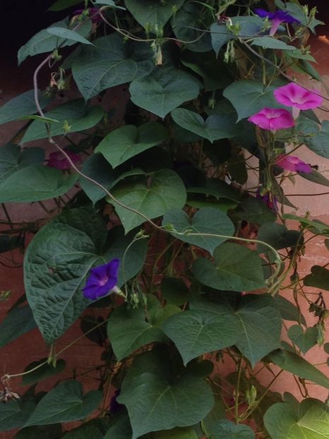 zorele - FLORILE MELE 2017