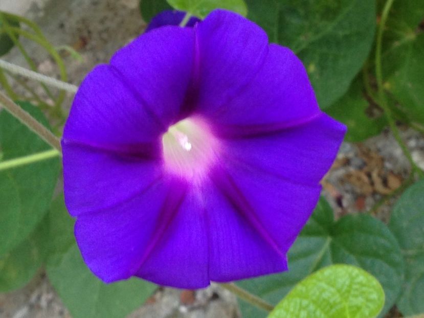 zorele - FLORILE MELE 2017