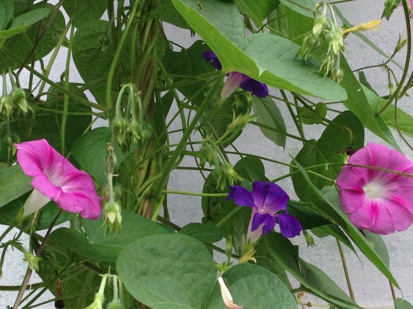 zorele - FLORILE MELE 2017