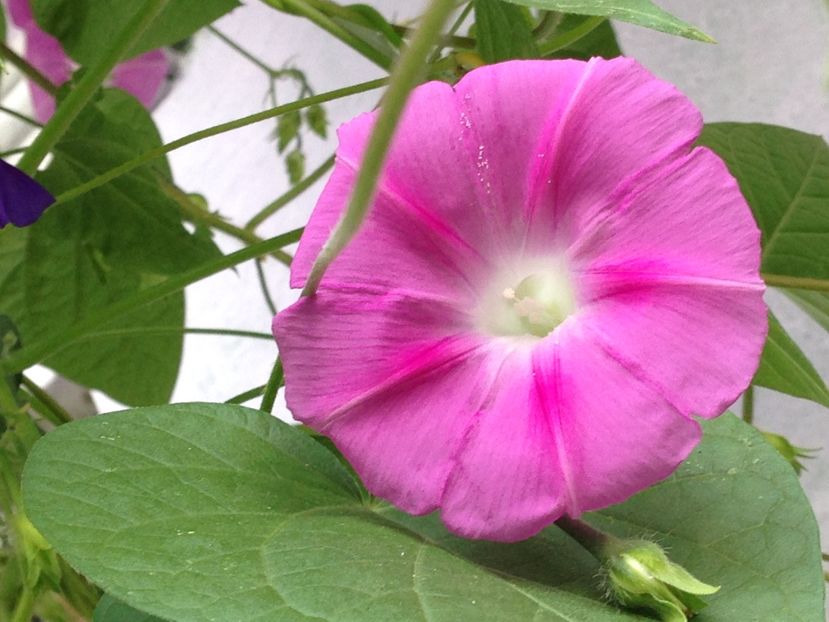 zorele - FLORILE MELE 2017