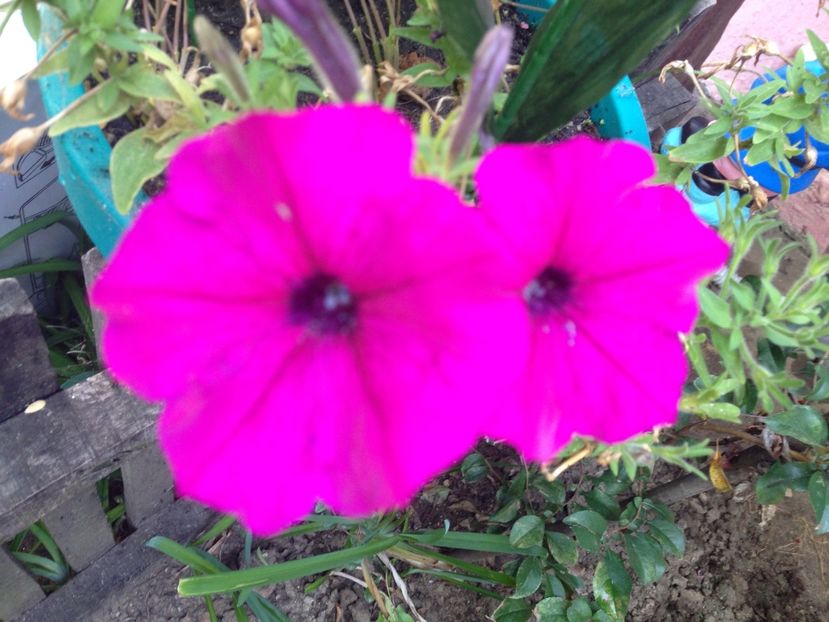 petunii - FLORILE MELE 2017