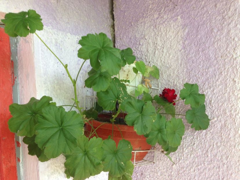muscata rosie - FLORILE MELE 2017