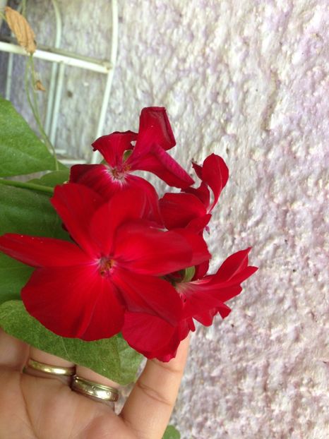 muscata rosie - FLORILE MELE 2017