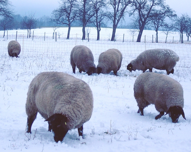 aceas oi suffolk mai de aproape - 2animalele care leas dori sa le am ijen alatokot szeretnek