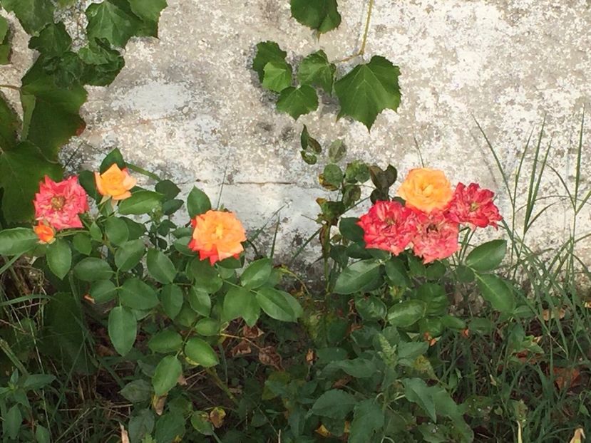  - FLORILE MELE 2017