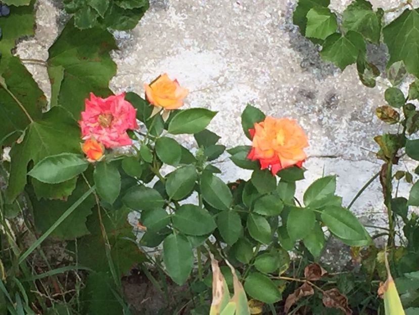  - FLORILE MELE 2017