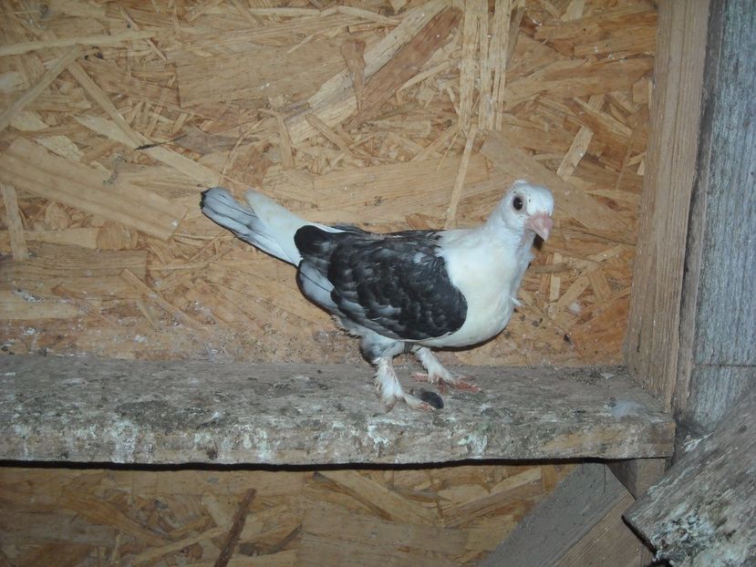  - PORUMBEI CARE MI AU APARTINUT