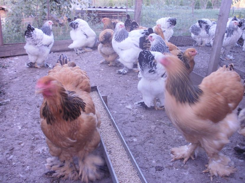 PB080869 - Tineret brahma 2017