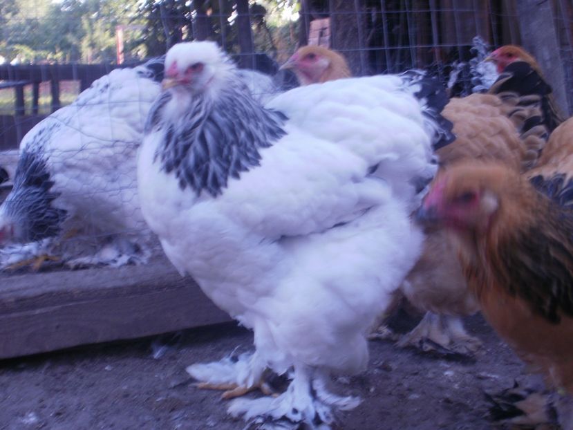 PB080889 - Tineret brahma 2017