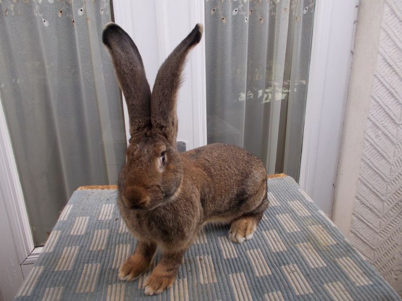 7,5 luni - FEMELA 1 95-5 P