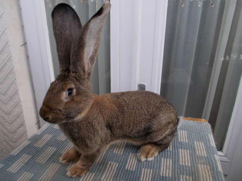 RO126-1750 - FEMELA 1 95-5 P