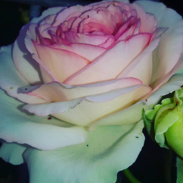  - Soiurile mele de trandafiri