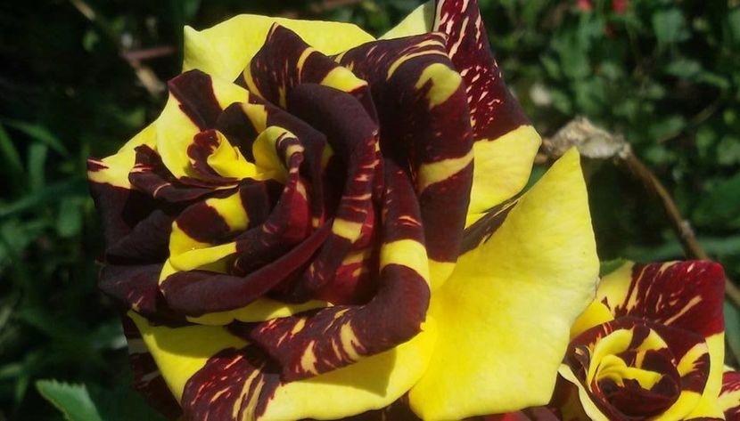  - Soiurile mele de trandafiri