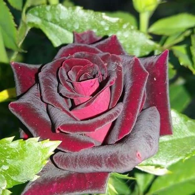  - Soiurile mele de trandafiri