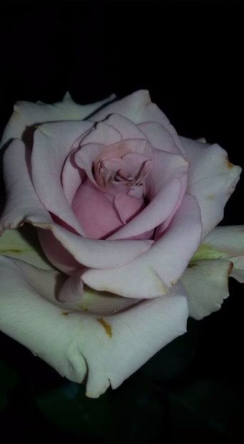  - Soiurile mele de trandafiri