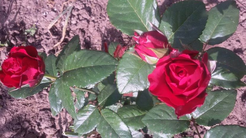  - Soiurile mele de trandafiri