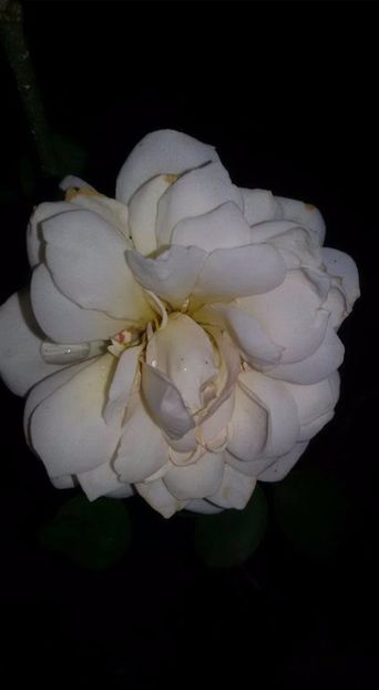  - Soiurile mele de trandafiri