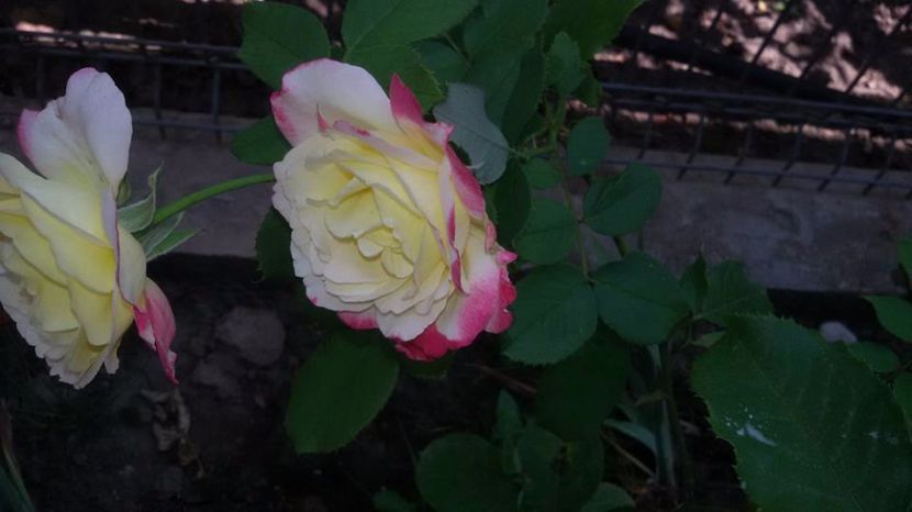  - Soiurile mele de trandafiri