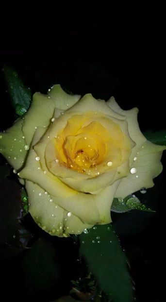  - Soiurile mele de trandafiri