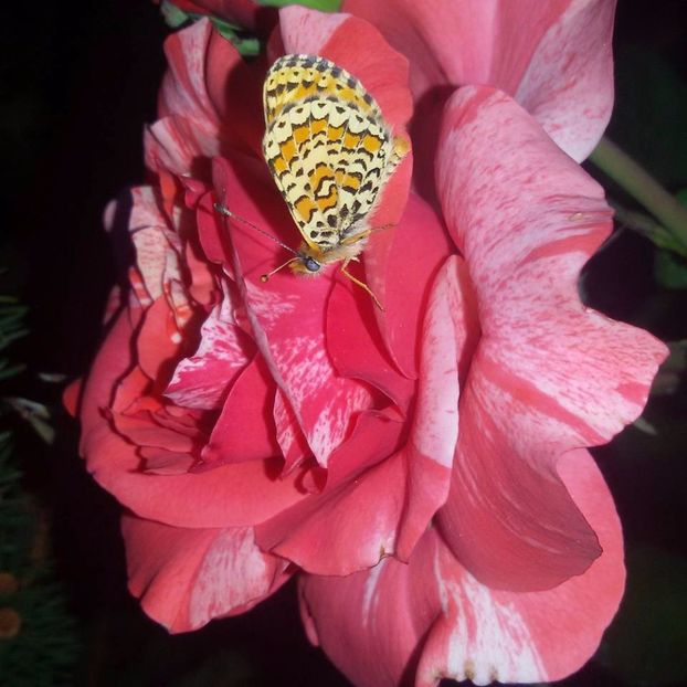  - Soiurile mele de trandafiri