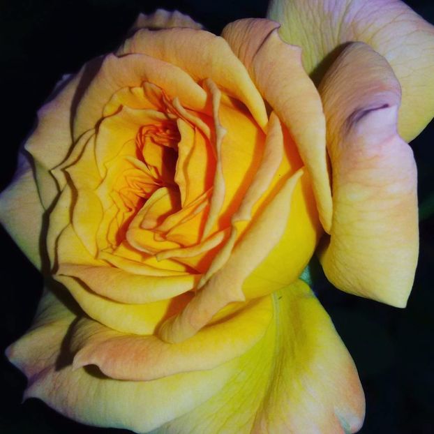  - Soiurile mele de trandafiri