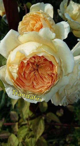  - Soiurile mele de trandafiri