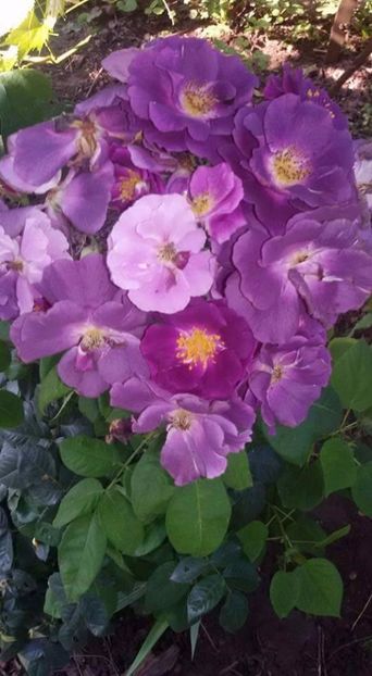  - Soiurile mele de trandafiri