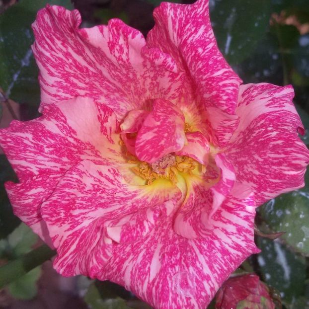  - Soiurile mele de trandafiri