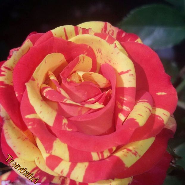  - Soiurile mele de trandafiri