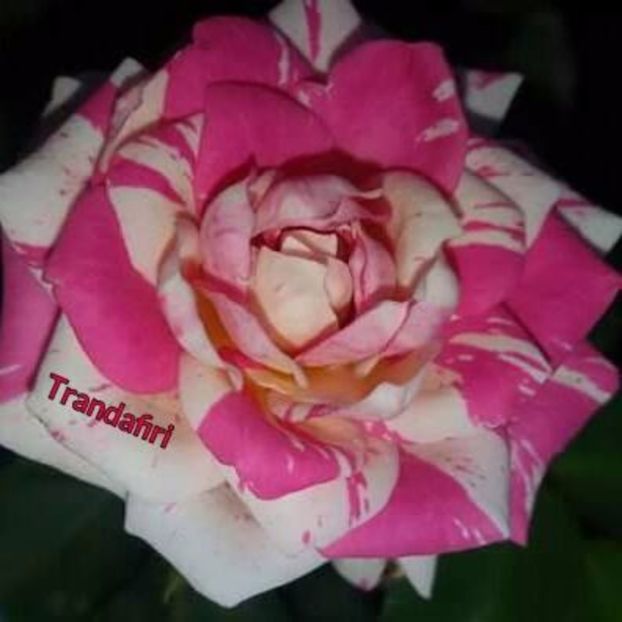  - Soiurile mele de trandafiri