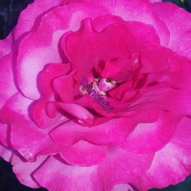  - Soiurile mele de trandafiri