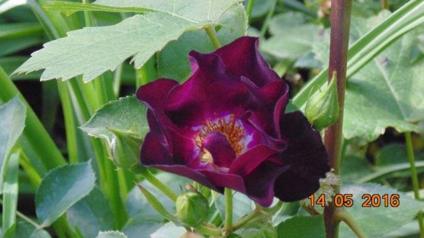  - Soiurile mele de trandafiri