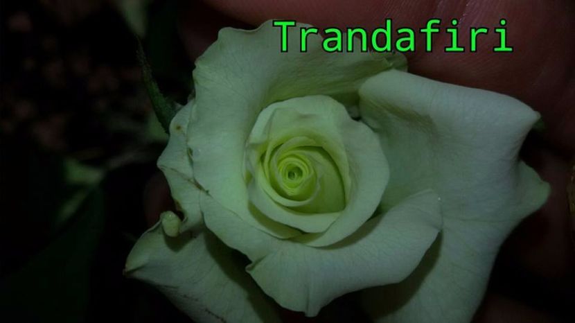  - Soiurile mele de trandafiri