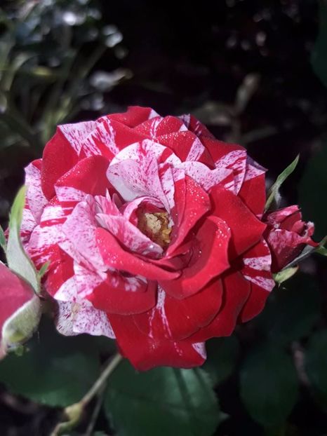  - Soiurile mele de trandafiri