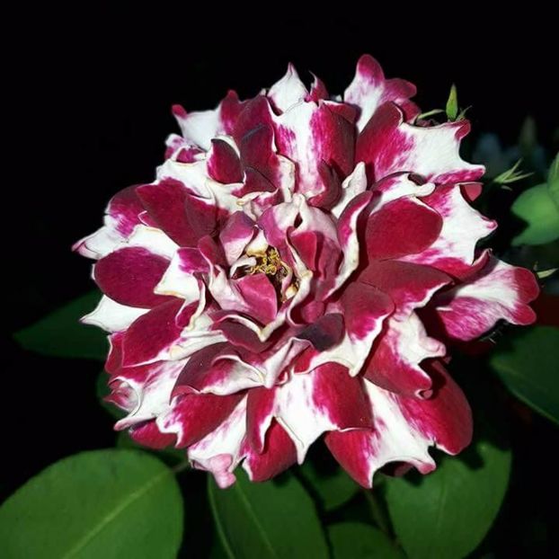  - Soiurile mele de trandafiri