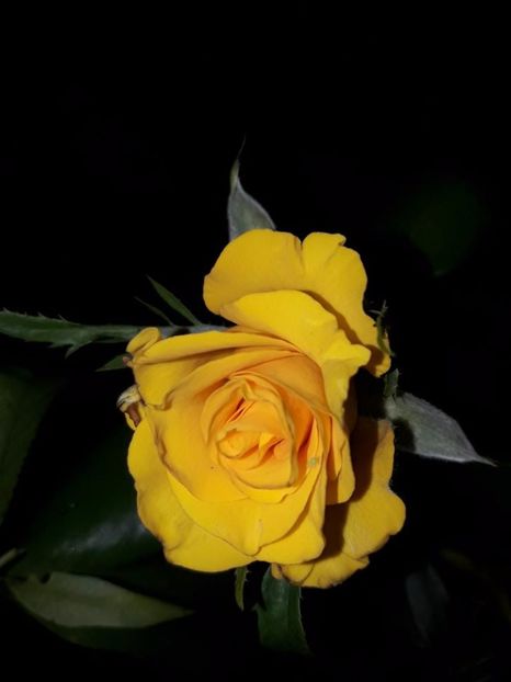  - Soiurile mele de trandafiri