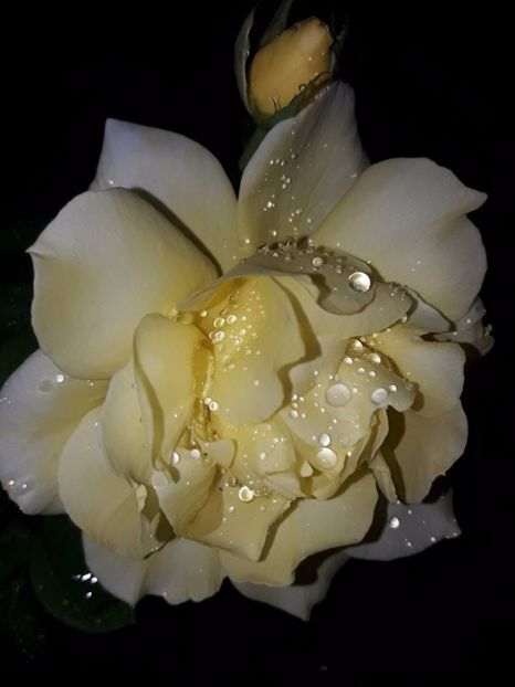  - Soiurile mele de trandafiri