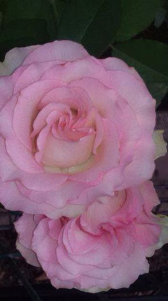  - Soiurile mele de trandafiri