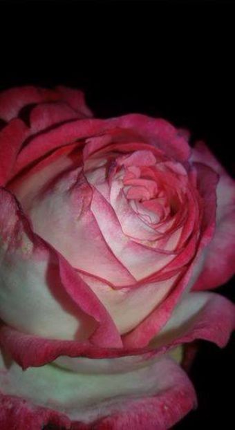  - Soiurile mele de trandafiri