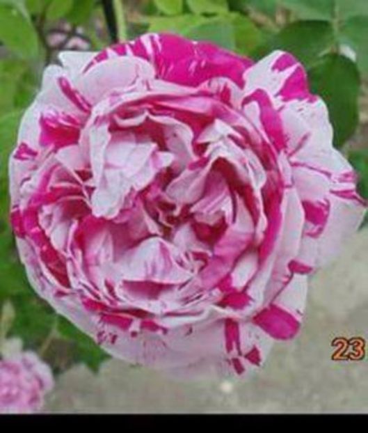  - Soiurile mele de trandafiri