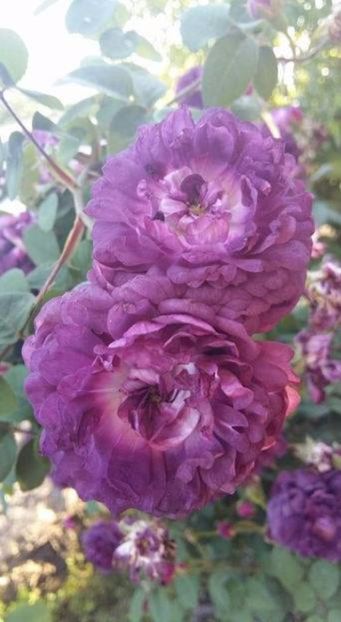  - Soiurile mele de trandafiri