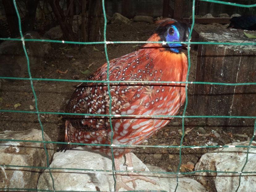  - Tragopan temminck