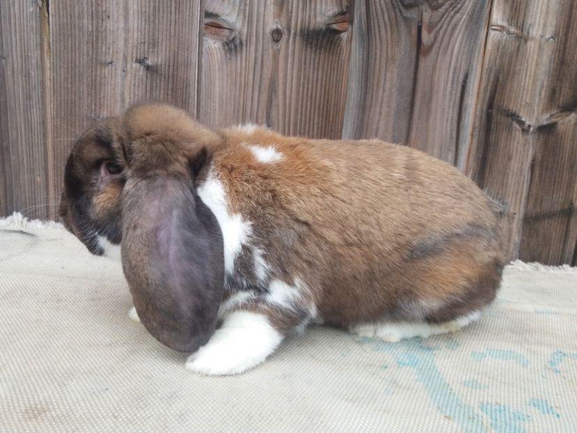 29.08.2017 - b_M_THURINGER MANTULAT2_Ro3172