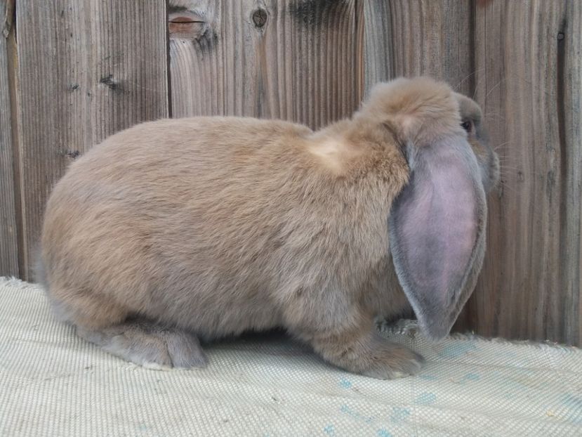 29.08.2017 - DE VANZARE MASCUL IZABELL