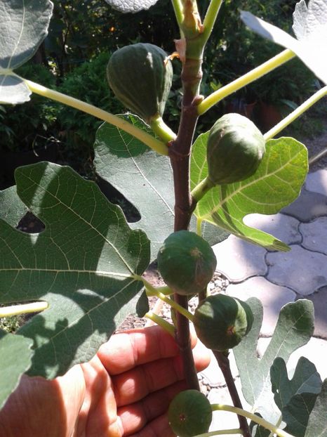 Fotografie0869 - COLECTIE SMOCHINI 2017