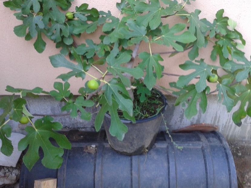 Dottato-Maryanne - COLECTIE SMOCHINI 2017