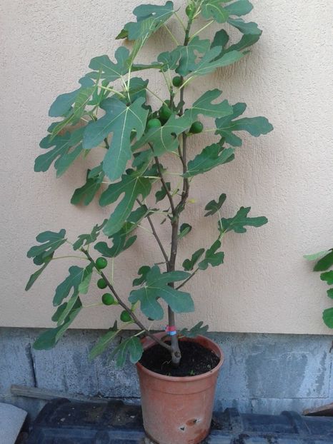 Turcia - COLECTIE SMOCHINI 2017