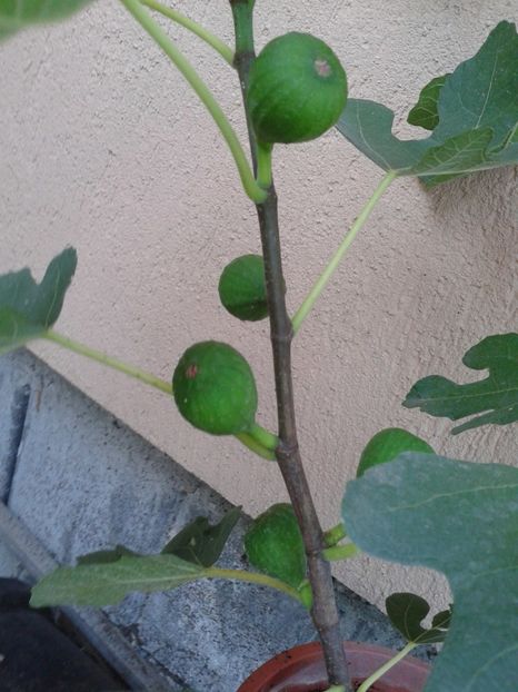  - COLECTIE SMOCHINI 2017