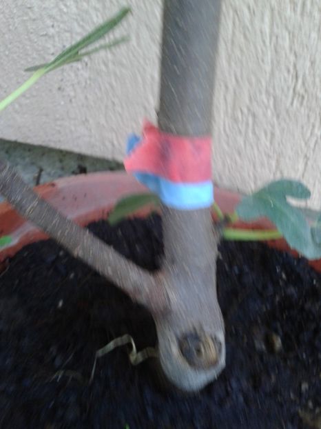 b.rosie+albastra - COLECTIE SMOCHINI 2017