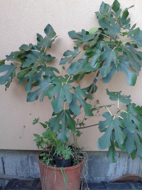 Peris-mov - COLECTIE SMOCHINI 2017